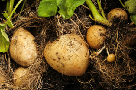 Get to Know Potato Varieties and Their Uses (Video) Image